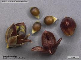   Fruits, seeds:   Luzula ovata ; Photo by South Australian Seed Conservation Centre, used with permission
